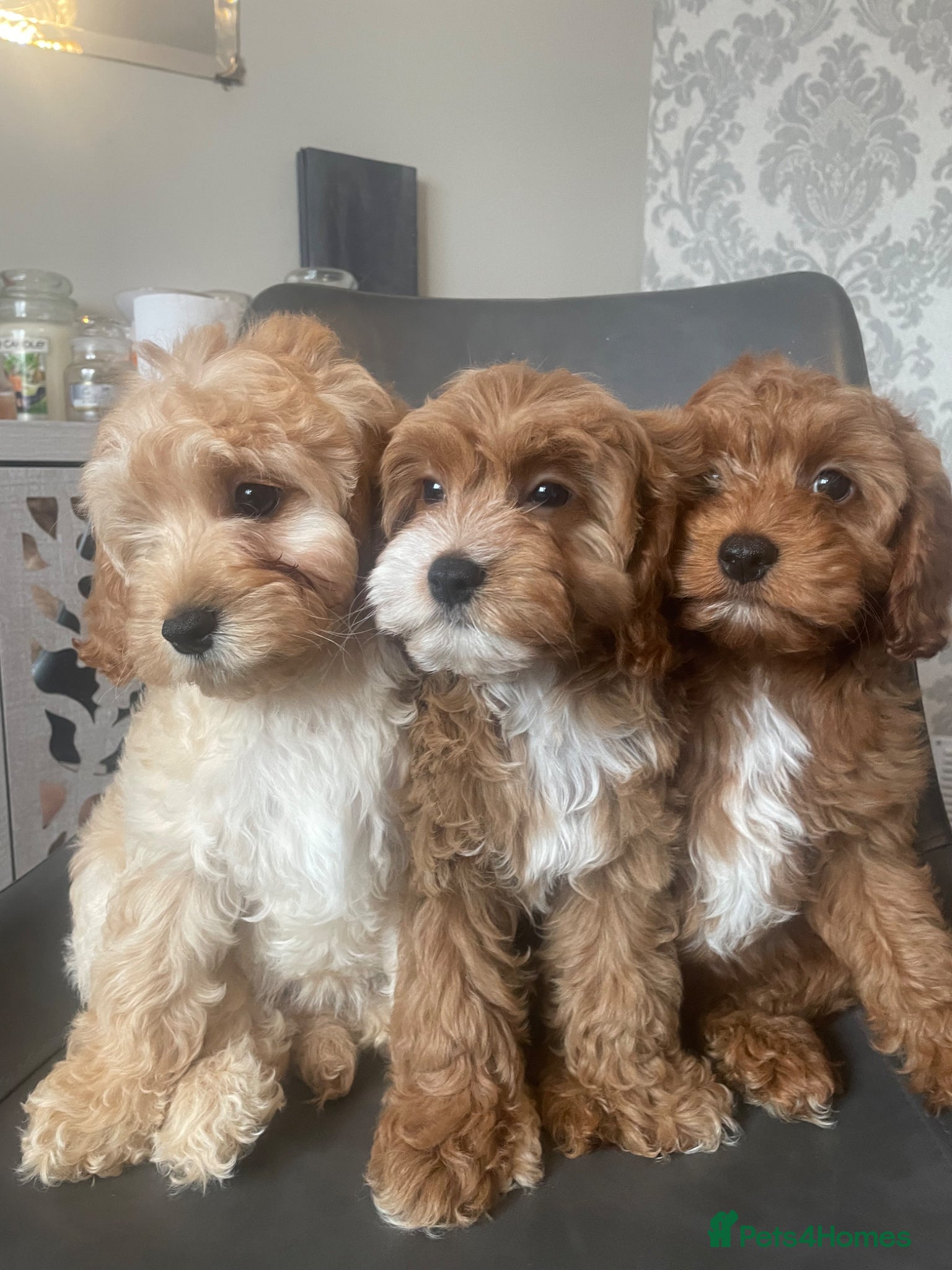 Cavapoo dogs Red f1b Cavapoo’s  - Advert 2