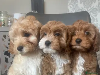 Cavapoo dogs Red f1b Cavapoo’s - Advert 1