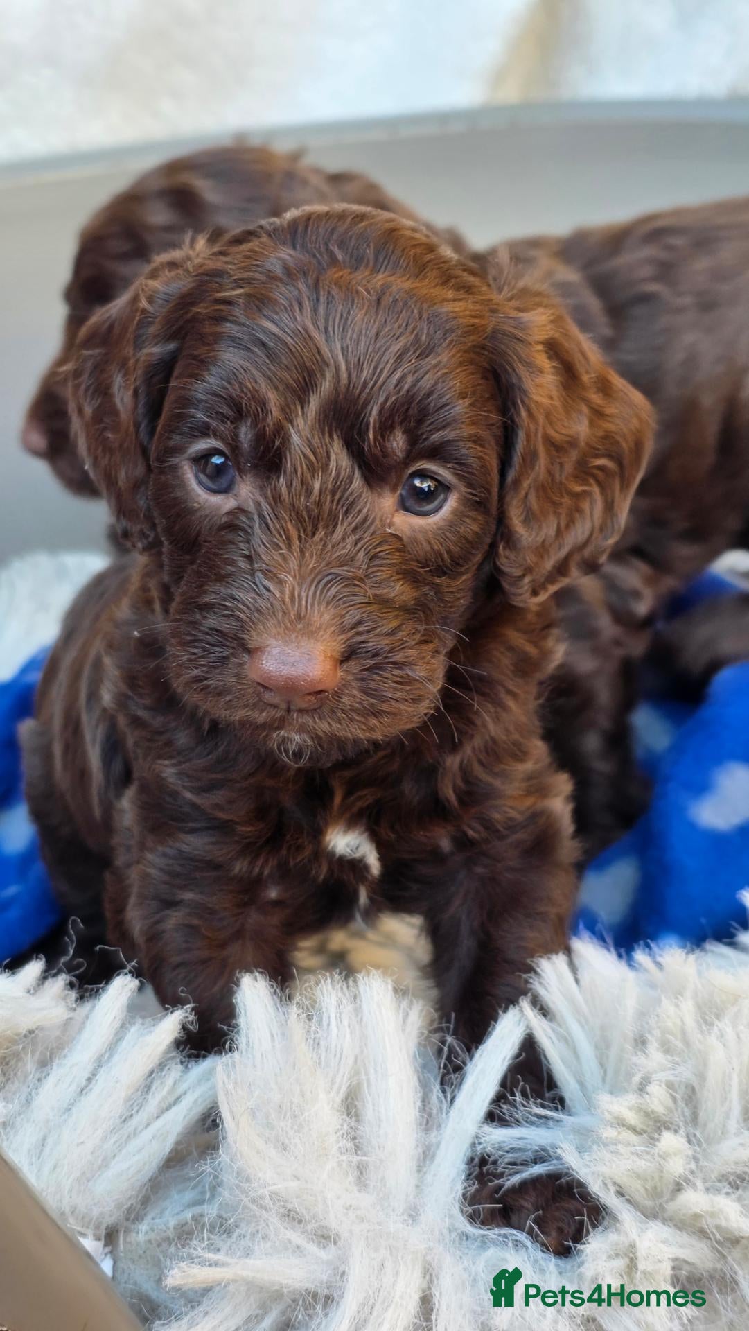 Cockapoo dogs Purest Quality F1 Cockapoo Puppies Chocolate Black - Advert 8