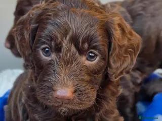 Cockapoo dogs Purest Quality F1 Cockapoo Puppies Chocolate Black - Advert 8