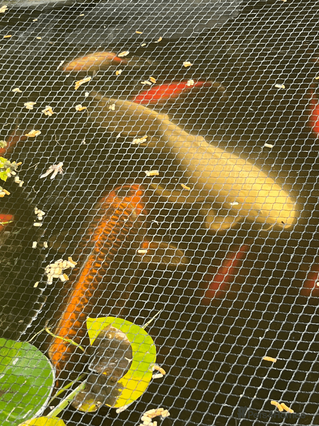 Koi Carp fish for sale: 2 x Koi for sale - Image 2