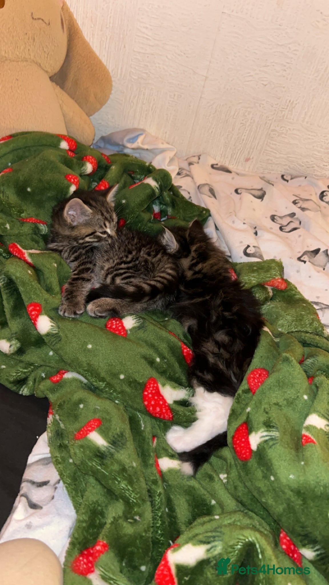 Mixed Breed cats for sale: Kittens in need of urgent homes  in Rotherham - Advert 6