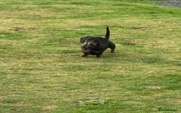 Miniature Dachshund dogs for sale: 2 miniature dachshund  - Image 3