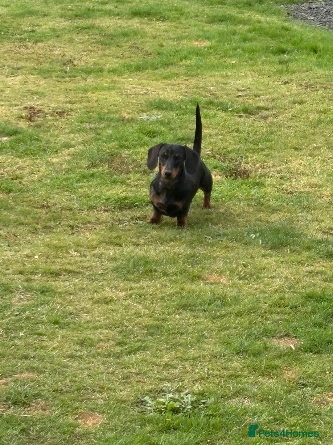 Miniature Dachshund dogs for sale: 2 miniature dachshund  - Image 3