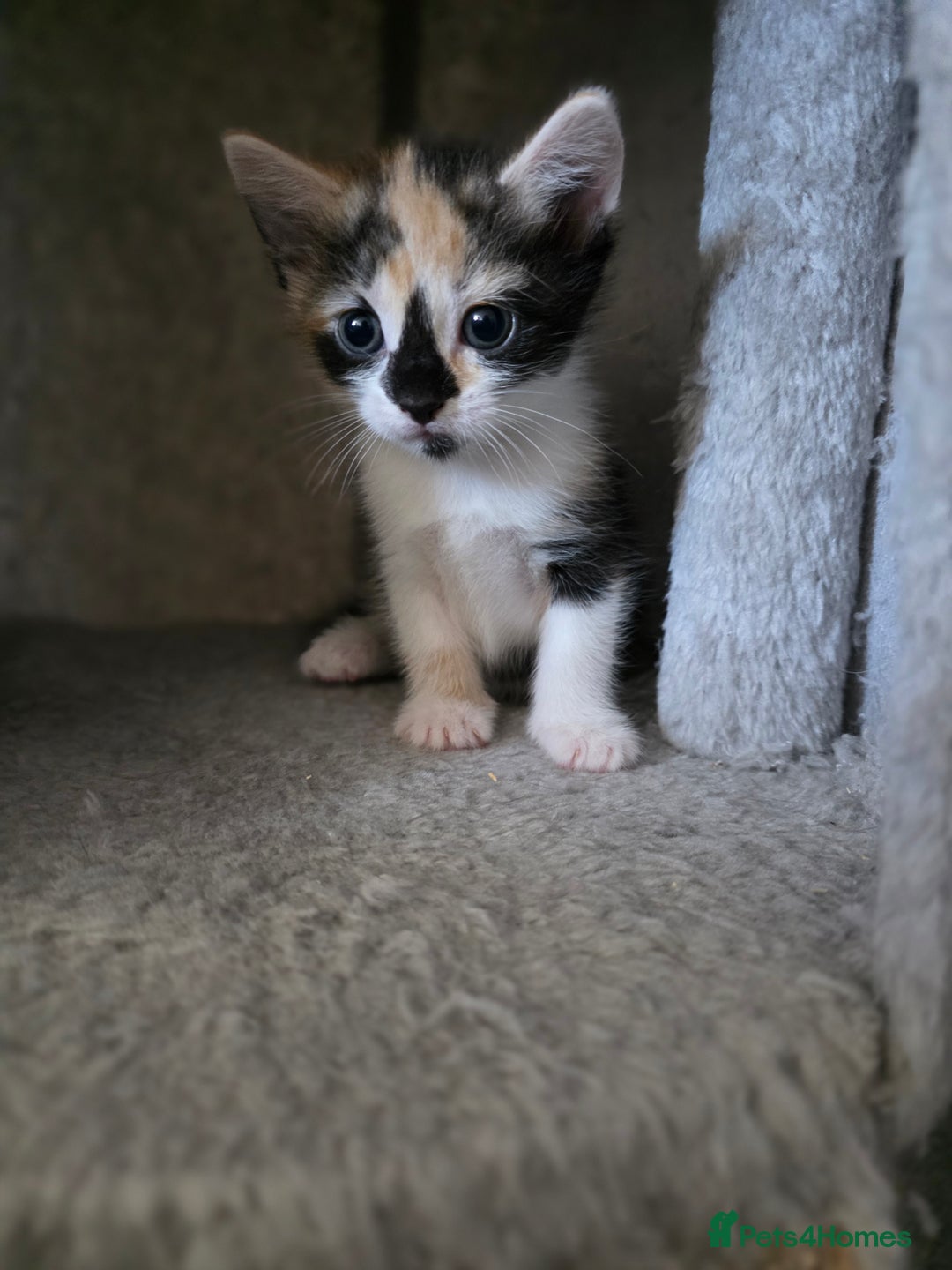 British Longhair cats for sale: 7 kittens boys and girls. British longhair cross  - Image 17