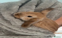 Mini Lop rabbits for sale: 2 beautiful male mini lops with full setup - Image 8