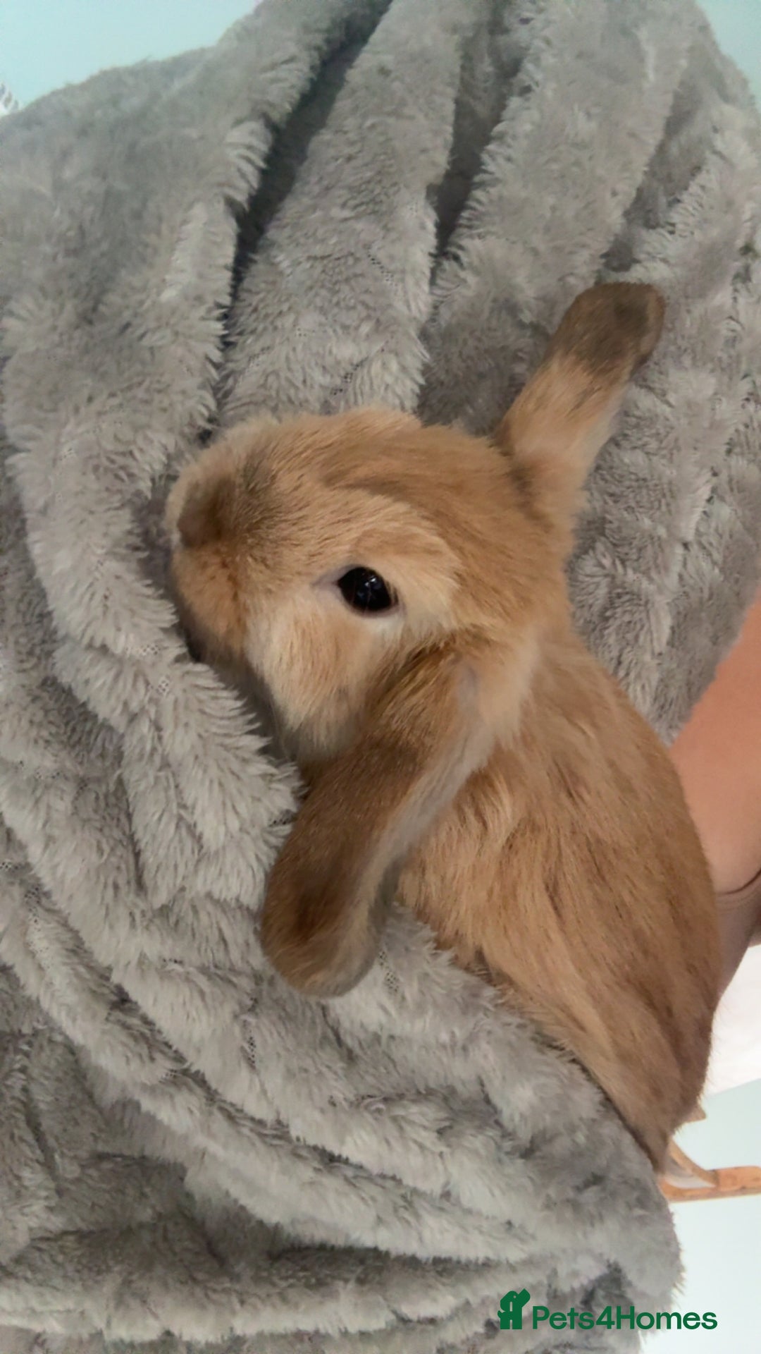 Mini Lop rabbits for sale: 2 beautiful male mini lops with full setup - Image 8