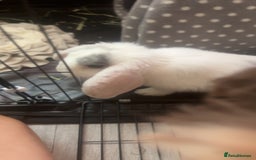 Mini Lop rabbits for sale: White mini lop girl - Advert 2