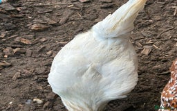Chickens poultry for sale: 11 chickens for sale  - Image 21