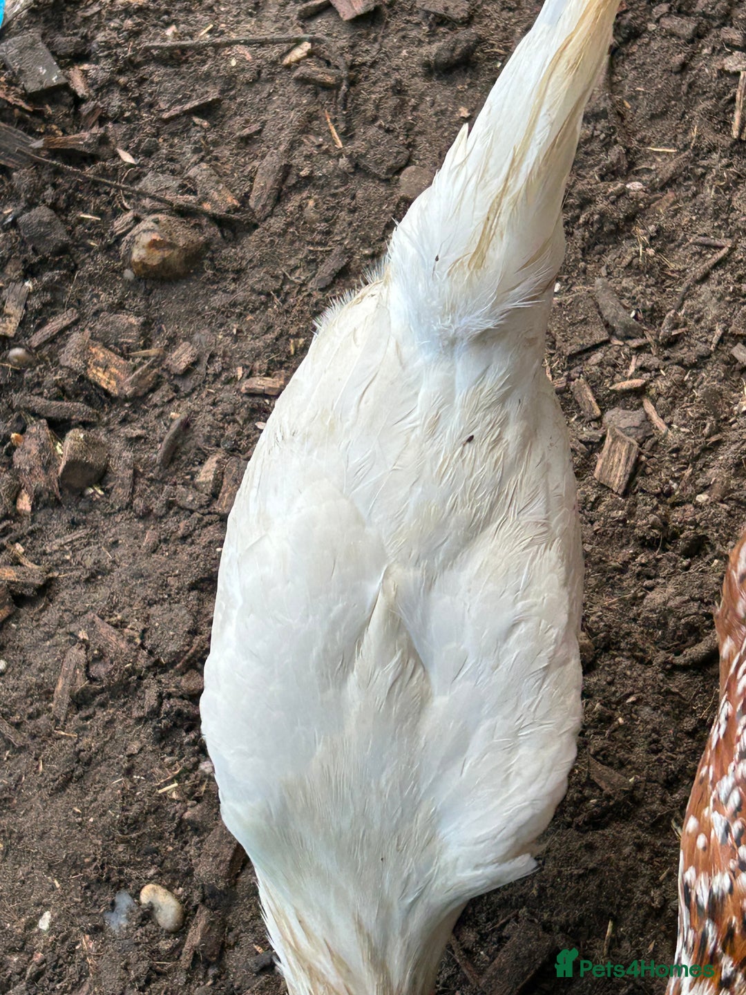 Chickens poultry for sale: 11 chickens for sale  - Image 21
