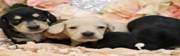 Miniature Dachshund dogs for sale: KC Miniature Dachshund Puppies - Advert 3