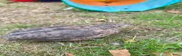 Quail poultry for sale: 6 Quails (very tame and friendly) - Advert 9