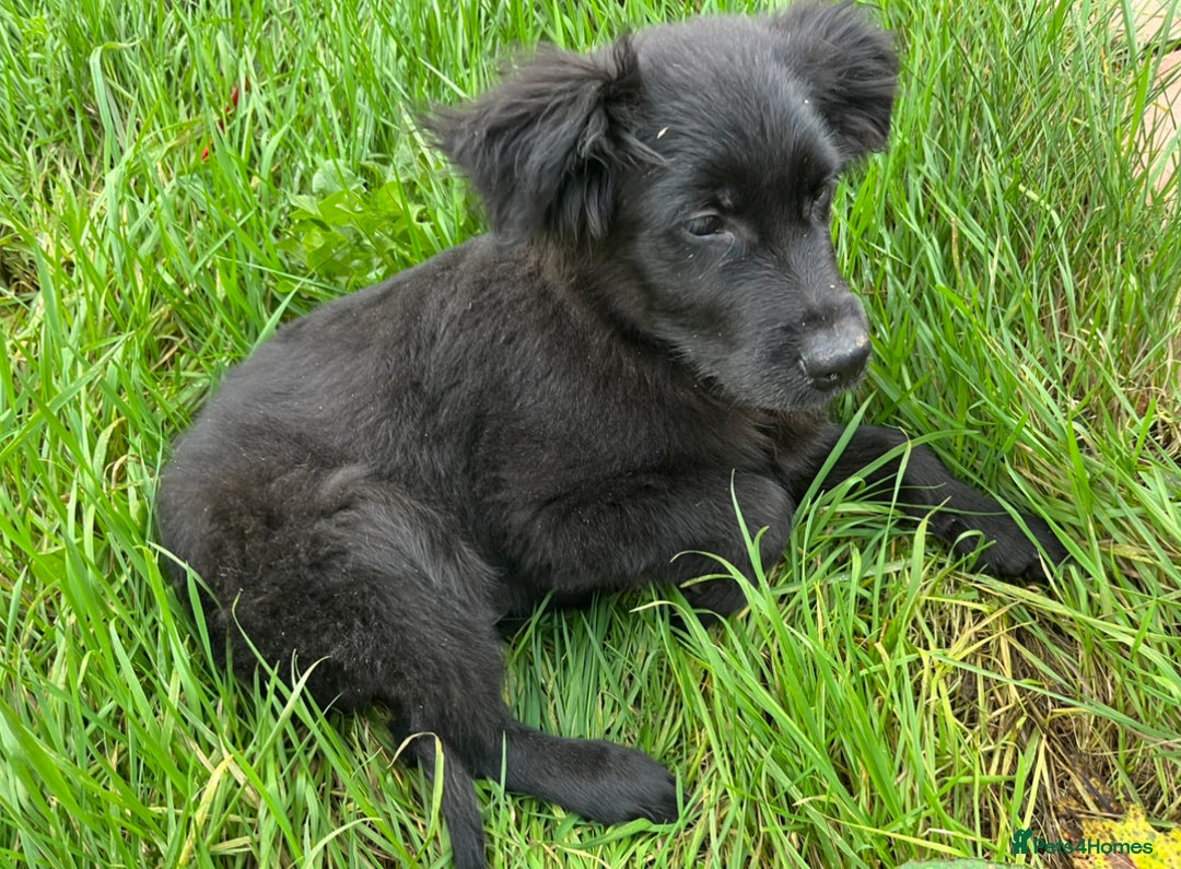 Labrador Retriever dogs for sale: Flat coat retriever 4 months - Advert 1
