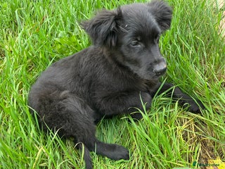 Labrador Retriever dogs Flat coat retriever 4 months - Advert 1