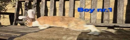 Continental Giant rabbits for sale: VACCINATED Pure Continental Giant  - Advert 15