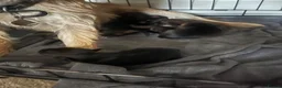 Border Terrier dogs for sale: Border Terrier Puppies - Advert 20