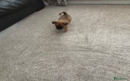 Mixed Breed dogs for sale: Beautiful baby girl, 12 weeks old  - Image 4