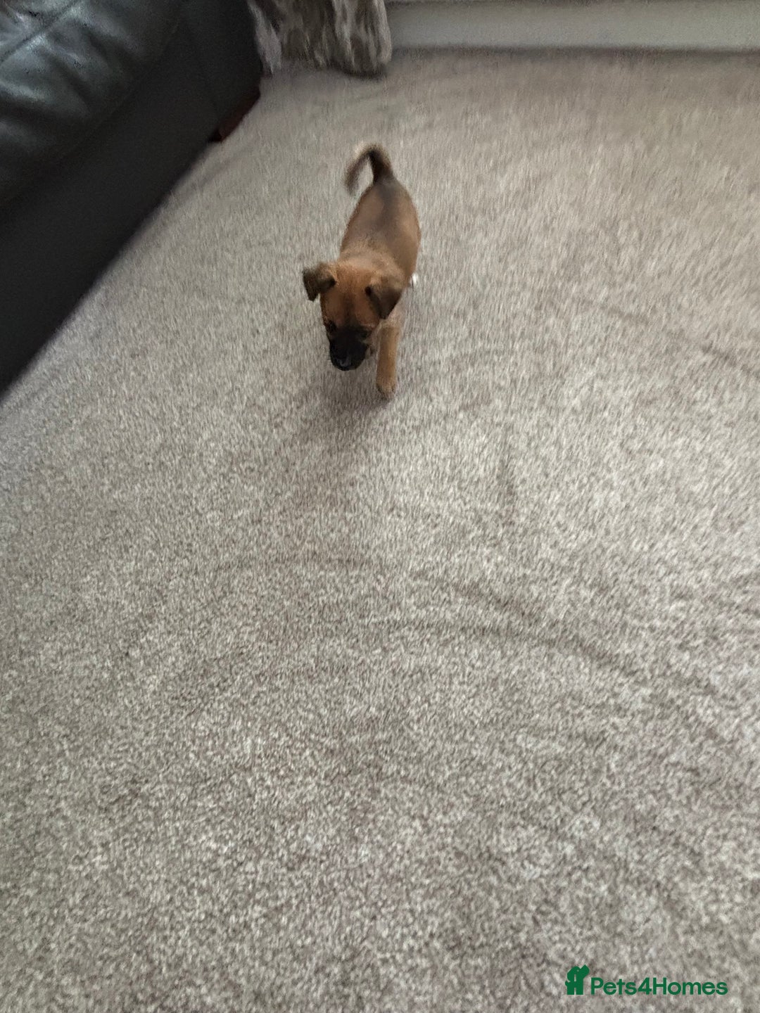 Mixed Breed dogs for sale: Beautiful baby girl, 12 weeks old  - Image 4