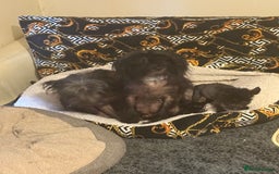 Chinese Crested dogs for sale: Beautiful little Chinese crested hairless puppy - Image 5