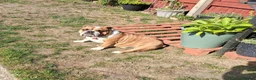 Mixed Breed dogs for sale: Bulldog  in Dagenham - Advert 4