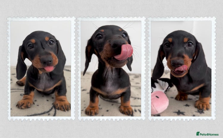 Miniature Dachshund dogs - Advert 11