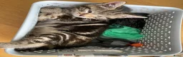 Mixed Breed cats for sale: Beautiful characterful kittens for sale. - Advert 14