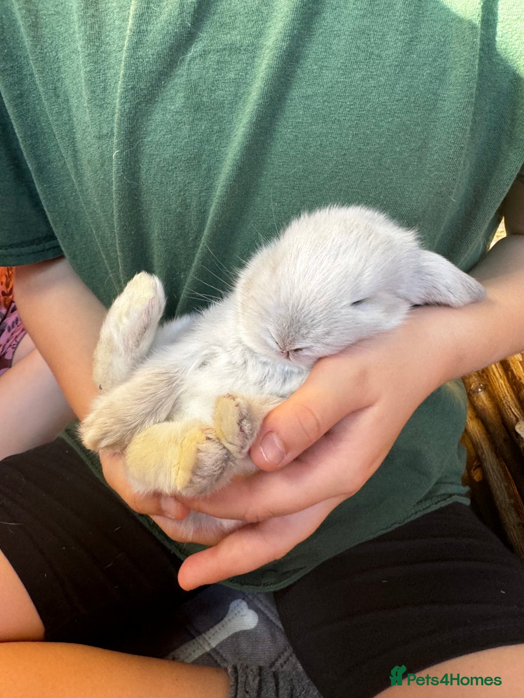 French Lop rabbits for sale: 🩵Stunning litter pure bred blue eye French lops🩵 - Image 7