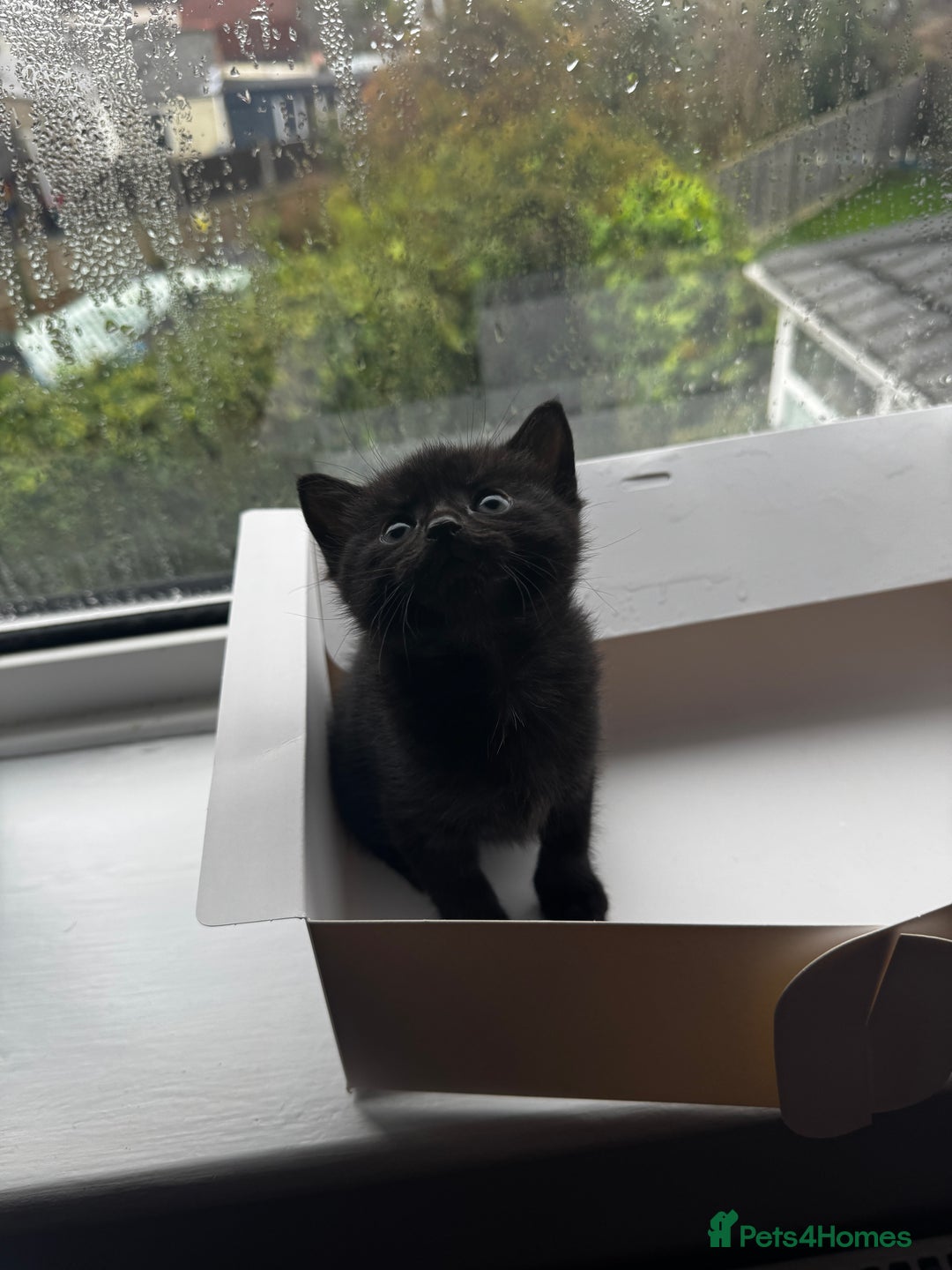 Mixed Breed cats for sale: Bombay cat  - Advert 6