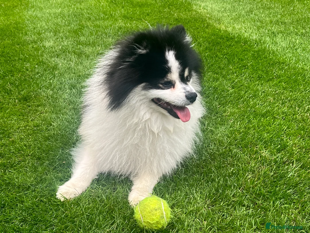 German Spitz dogs for stud: German spitz klein for stud in Woking - Advert 6