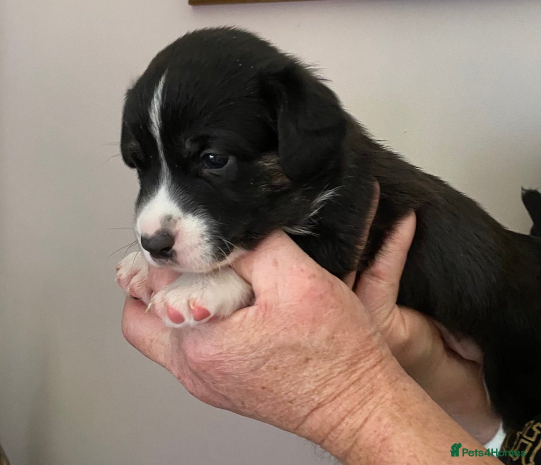 Welsh Corgi Cardigan dogs for sale: WELSH CARDIGAN CORGI BABIES - Advert 35