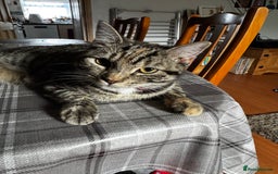 Domestic Shorthair cats for sale: Two tabby cats - Image 2