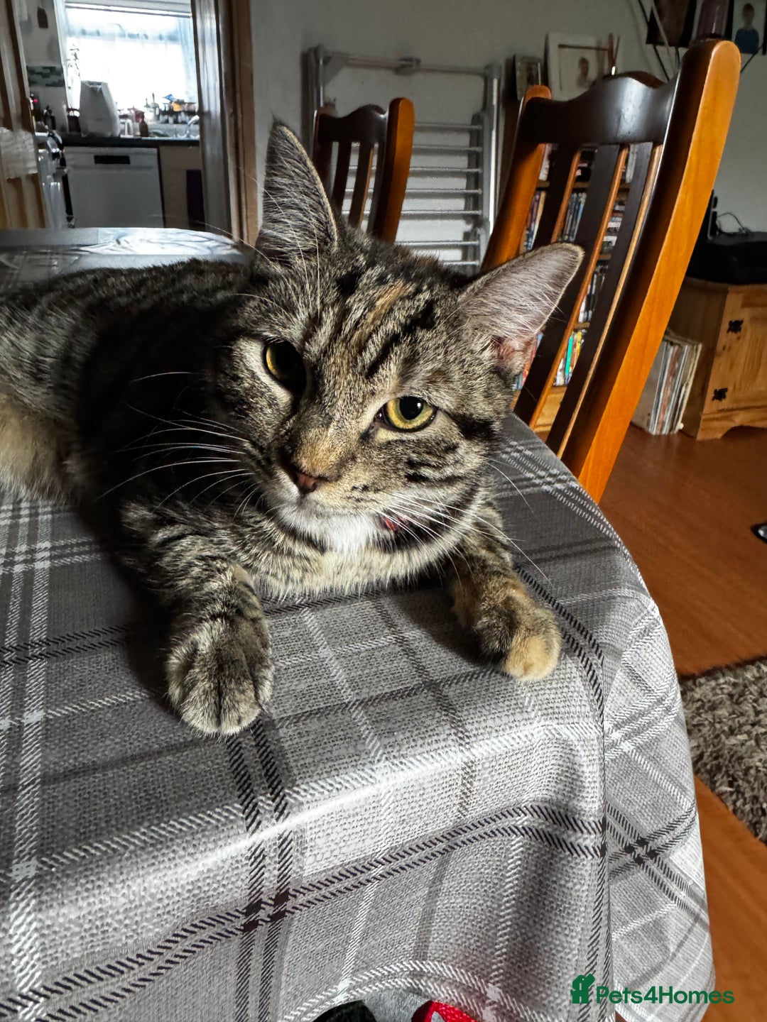 Domestic Shorthair cats for sale: Two tabby cats - Image 2