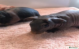 Guinea Pig rodents for sale: Super Skinny Pig Boars - Image 6