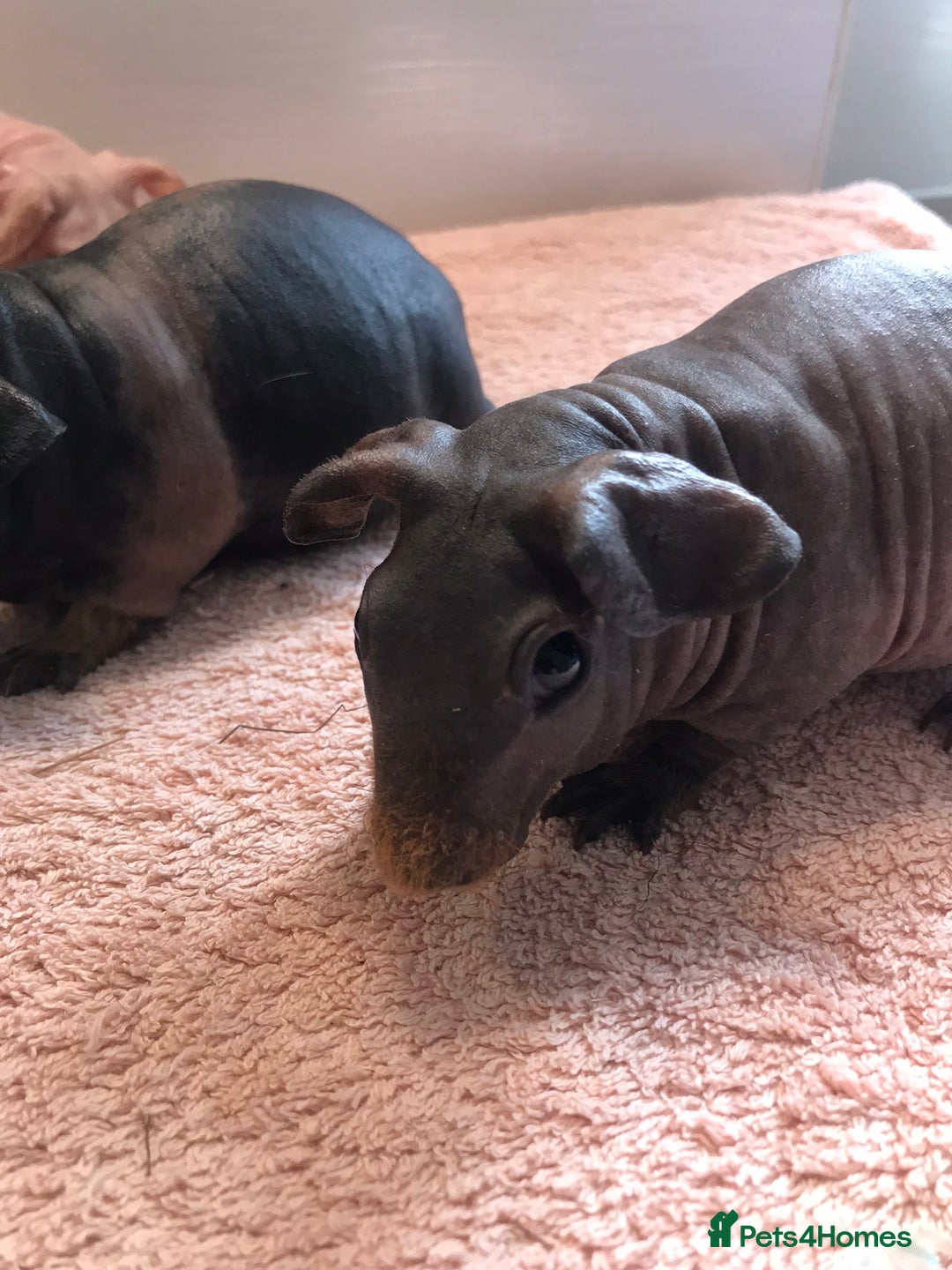 Guinea Pig rodents for sale: Super Skinny Pig Boars - Image 6