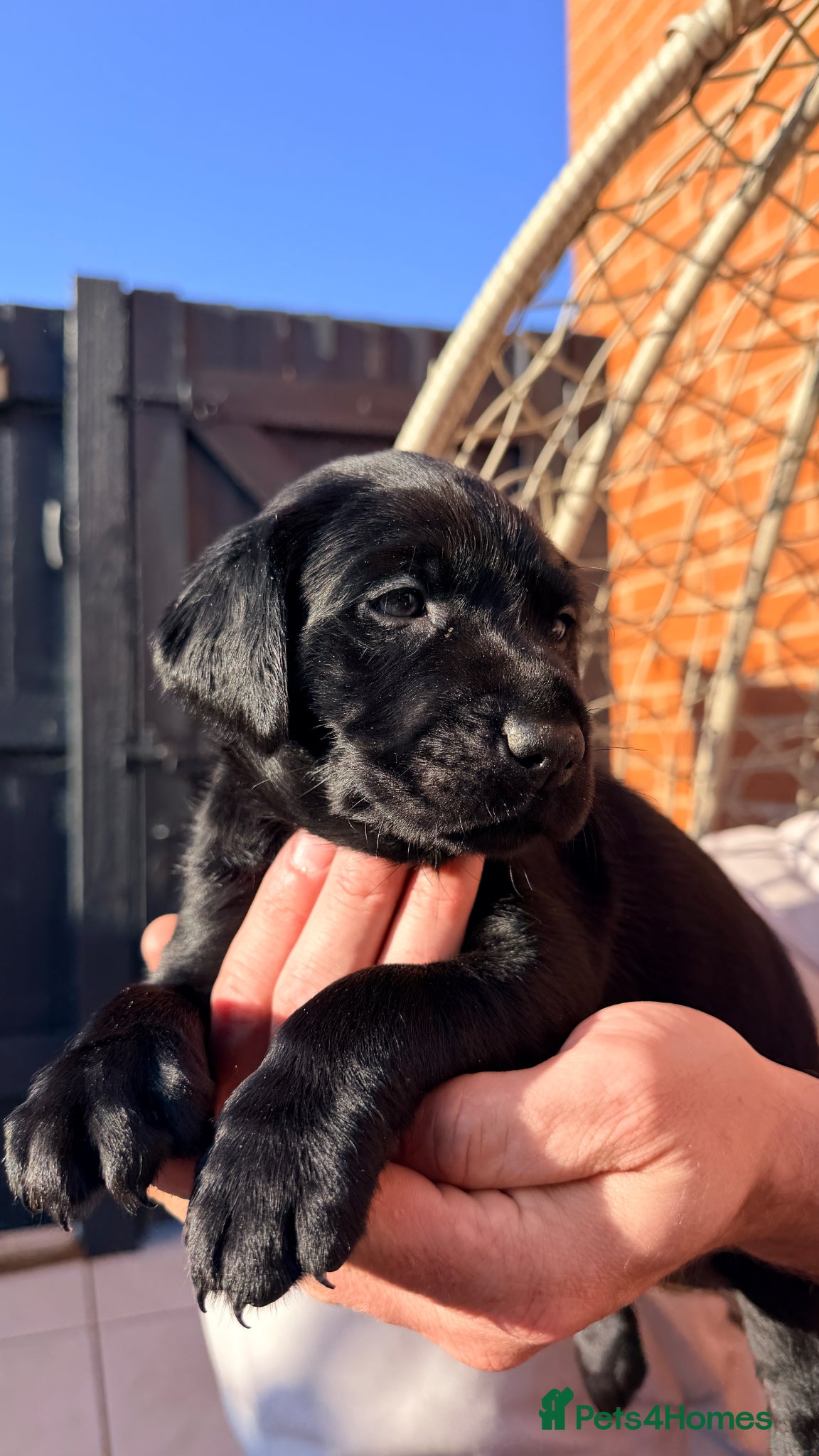 Labrador Retriever dogs Stunning KC Registered Black Labrador Girl Puppies - Advert 12