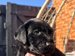 Labrador Retriever dogs Stunning KC Registered Black Labrador Girl Puppies - Advert 12