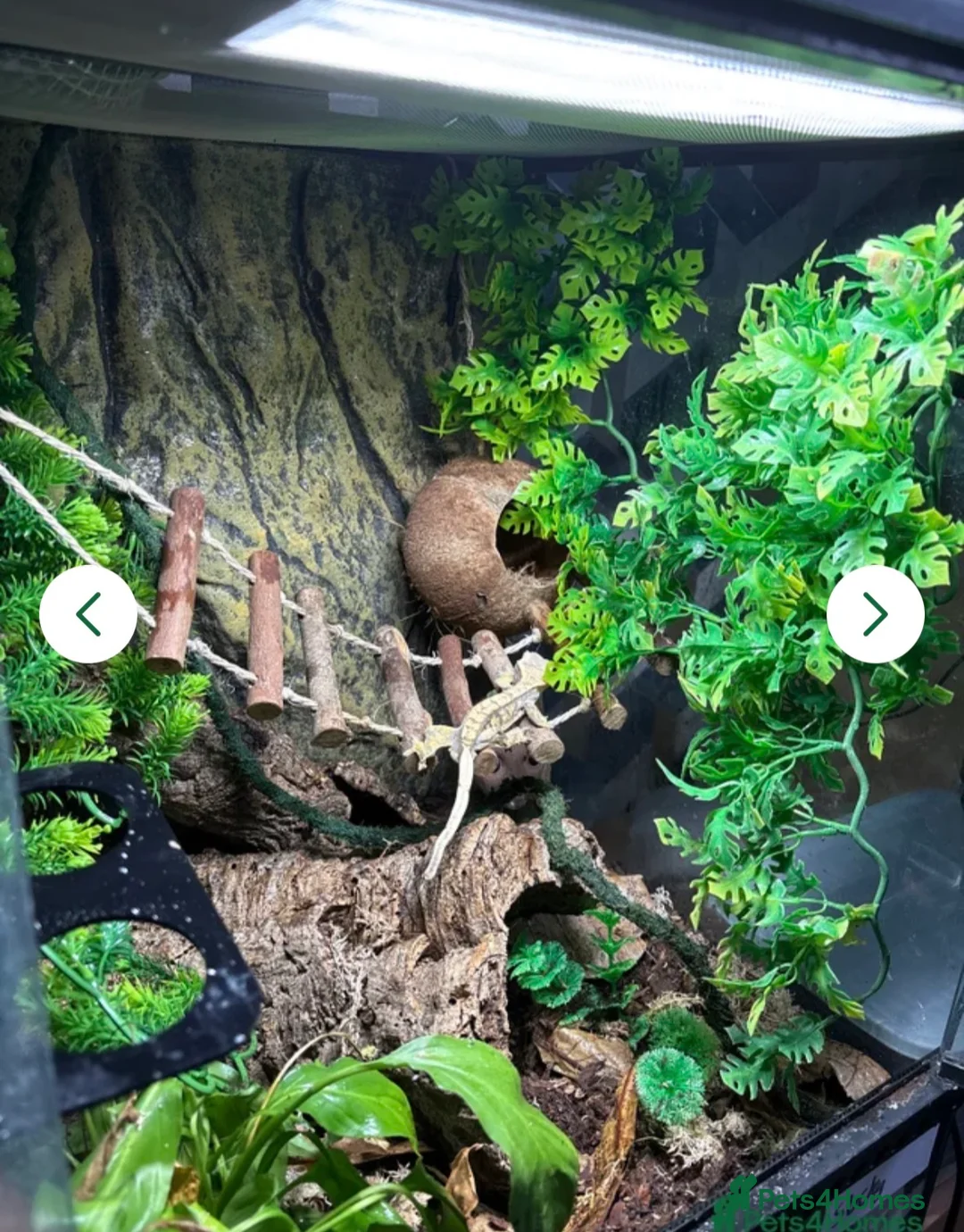 Gecko reptiles for sale: Crested gecko  - Advert 2