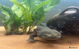 Axolotl reptiles for sale: Axolotl for Sale - Advert 3