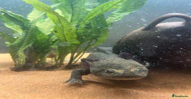 Axolotl reptiles Axolotl for Sale - Advert 8