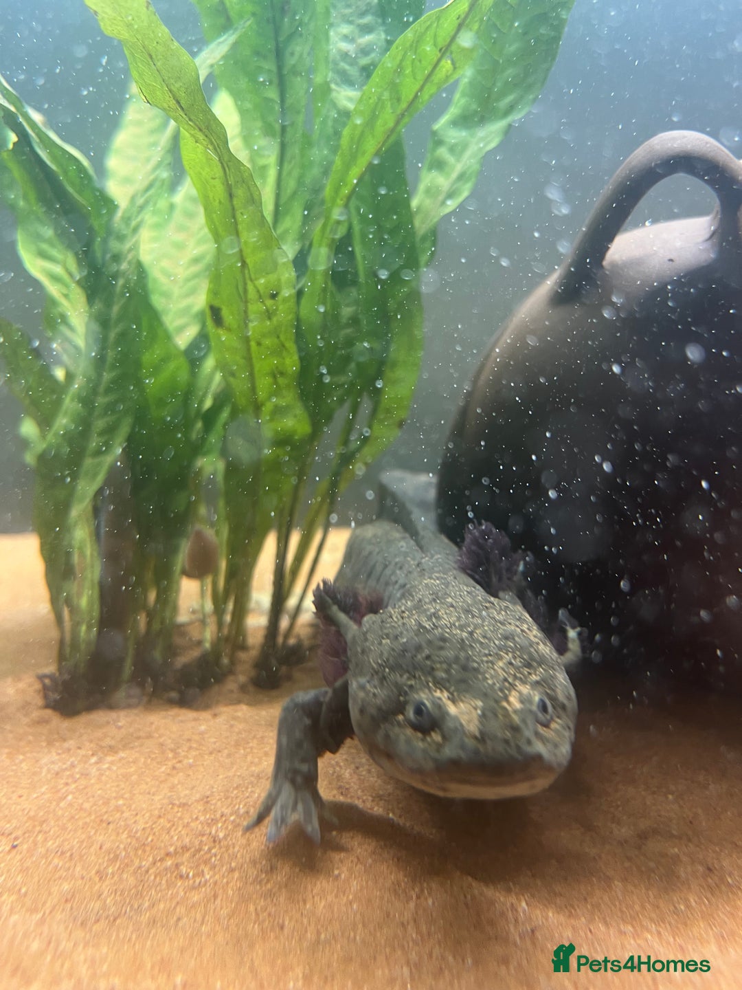 Axolotl reptiles for sale: Axolotl for Sale - Advert 3