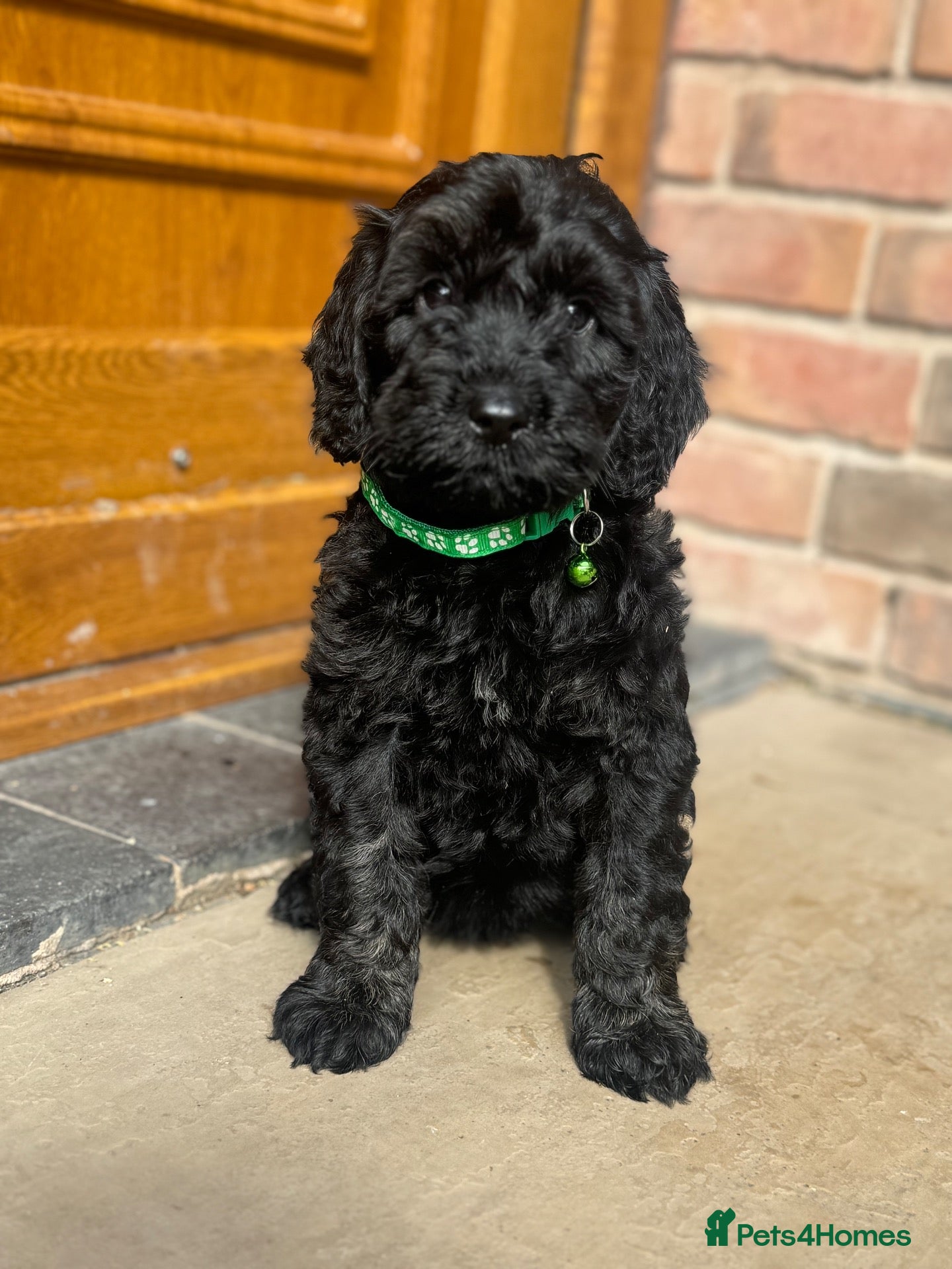 Cockapoo dogs Beautiful cockapoo puppy’s🩵🩷 - Advert 18