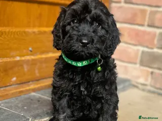 Cockapoo dogs Beautiful cockapoo puppy’s🩵🩷 - Advert 1