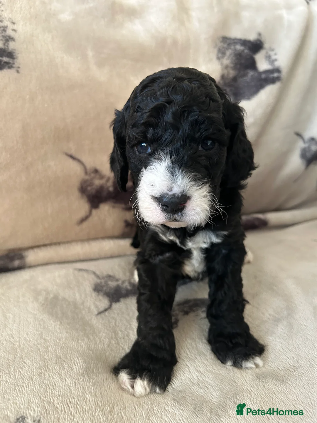 Mixed Breed dogs for sale: Australian Double doodle puppies  - Advert 6