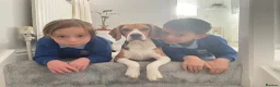 Beagle dogs for sale: Beagle 1 year old Toby - Advert 3