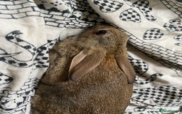 Mixed Breed rabbits for sale: Beautiful baby rabbits for sale  - Image 1