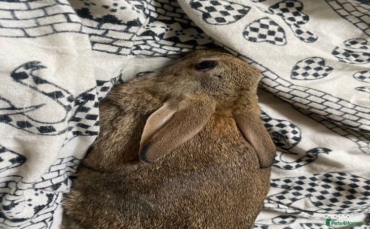 Mixed Breed rabbits - Advert 1
