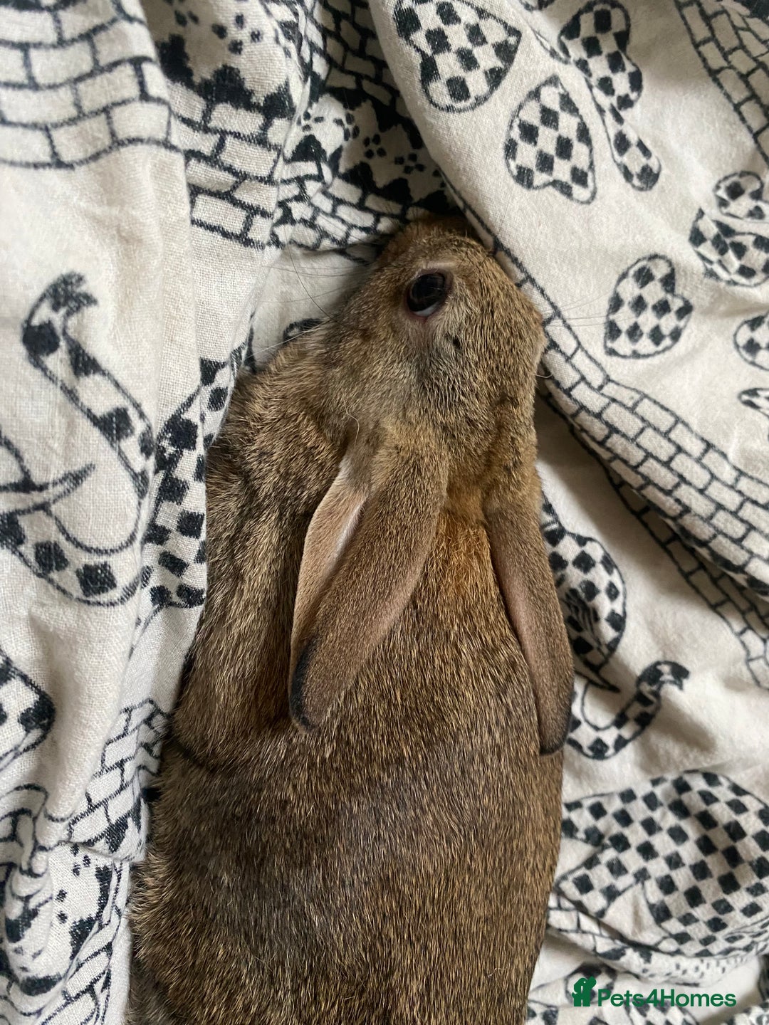Mixed Breed rabbits for sale: Beautiful baby rabbits for sale  - Image 1