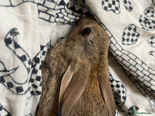 Mixed Breed rabbits - Advert 10