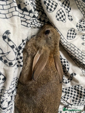 Mixed Breed rabbits - Advert 4