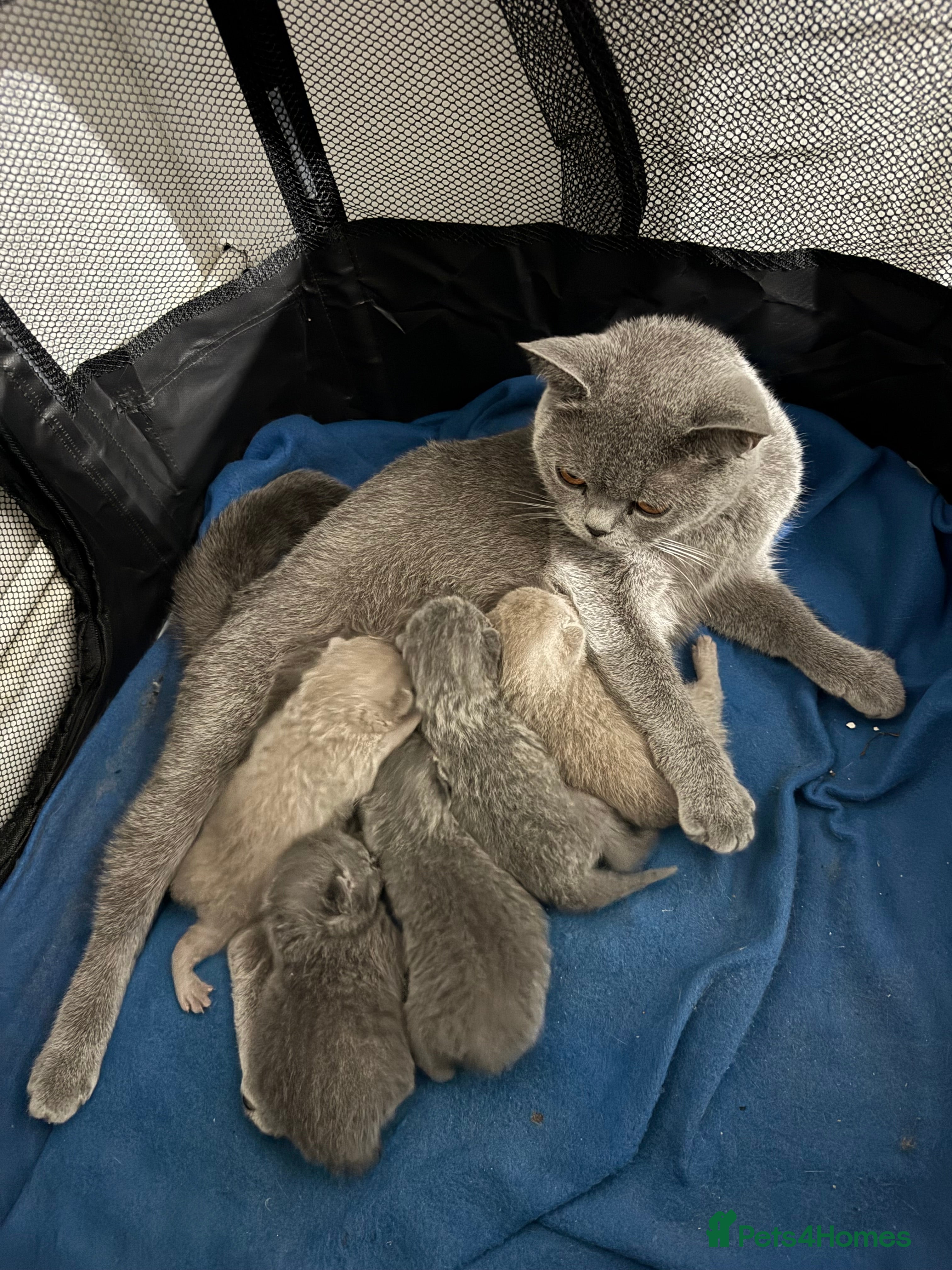 British Shorthair cats 3 Blue & 2 Lilac BSH Kittens - Advert 1